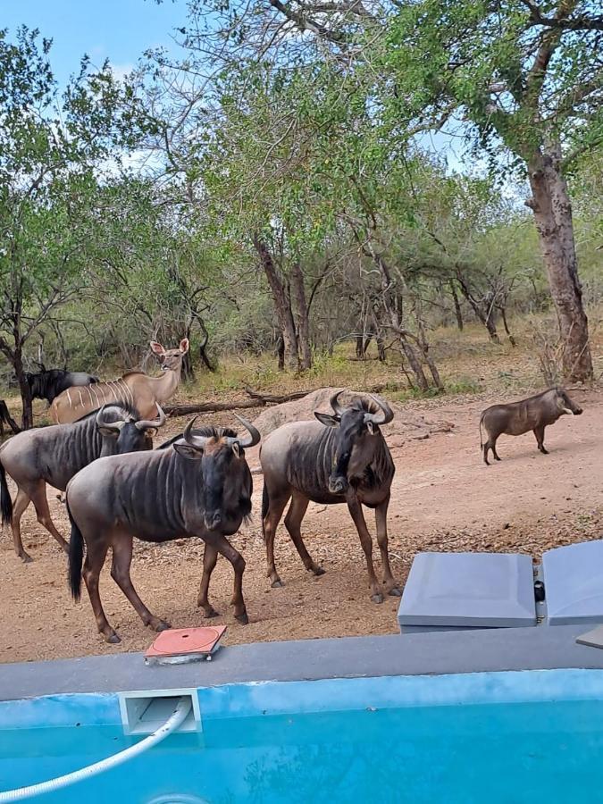 Nanisto Bush Lodge Marloth Park Extérieur photo