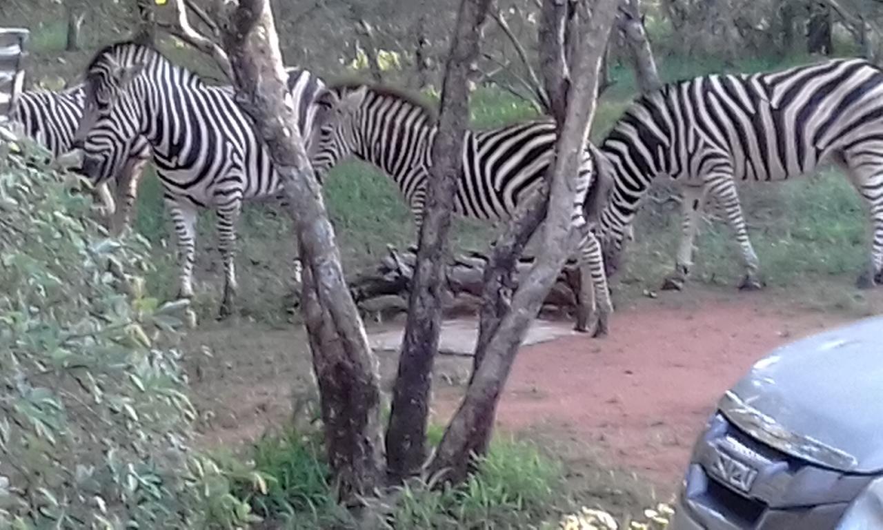 Nanisto Bush Lodge Marloth Park Extérieur photo